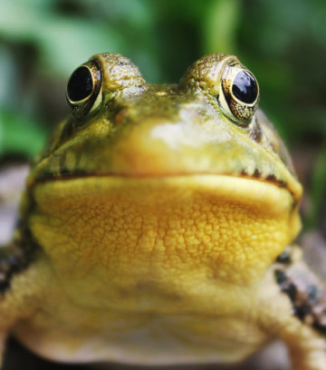 1446424-une-grenouille-image-d-illustration