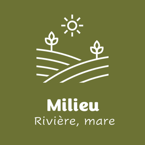 Milieu rivère mare