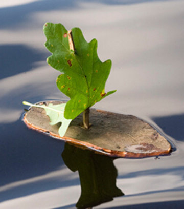 123kid-bateau-ecorce