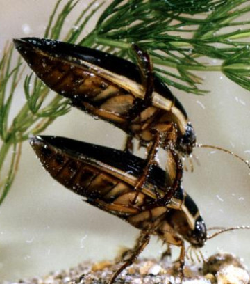 inestces aquatiques