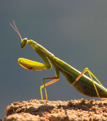 c3449c7cc8_49335_def-insecte-mariea-flickr