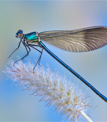 demoiselle
